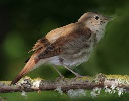 4 years ago4 years ago. Luscinia Megarhynchos Nightingale Identification Guide