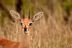 اسماء الغزال باللغة العربية موقع فكرة