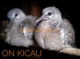 Kabarnya burung tekukur bisa mendatangkan kerukunan dan rejeki. Cara Merawat Anakan Burung Derkuku Liar Dari Lolohan On Kicau