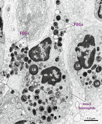 Homeostasis And The Cell Membrane - Ppt Download