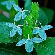 Image result for Ecbolium hastatum