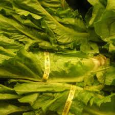 Eu am început cu roșiile. SalatÄƒ Verde O Multitudine De Sortimente È™i De Beneficii Diversificare Ro