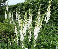 We did not find results for: Planting And Caring For Foxgloves Mygarden Com