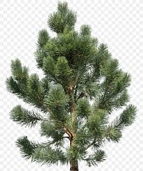 fir pine tree png 768x975px pine biome branch christmas decoration christmas ornament download free fir pine tree png 768x975px pine