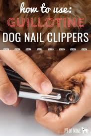 To restrain a cat in your lap, use your forearms draped over there are several styles of nail trimmers, including a guillotine type, a scissors cut, and a standard human fingernail clipper. How To Use Guillotine Dog Nail Clippers A Trimming Guide Dog Nail Clippers Trimming Dog Nails Clipping Dog Nails