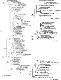 Image result for Buchnera candida