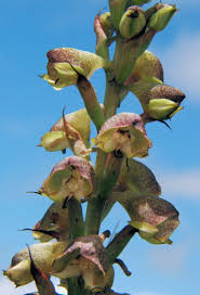 Image result for Disa cornuta