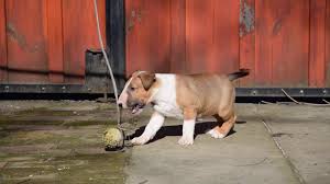 The mini bull terrier is a replica of the bull terrier. Beautiful Joe Bull Terrier Puppy For Sale Youtube