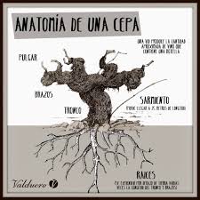 The main text of cepa. Anatomia De Una Cepa Bodegas Valduero D O Ribera Del Duero