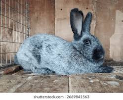 Image result for tbn:nuNU7FPK4A54yM::rvforsaleguide.com/images/bunny-resting-picture.jpg