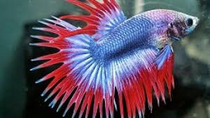 Agar ikan laguna anda mencapai kemenangan tinggi dalam jika anda melalui langkah ini, pernapasan ikan anda akan menjadi lebih kuat. 12 Cara Merawat Ikan Cupang Agar Ekornya Bagus Arenahewan Com