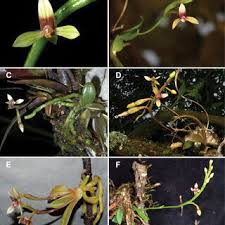 Image result for Polystachya pamelae