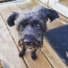 Available Pets At Forever Home Dog Rescue In Johnston Iowa Rescue Dogs Dogs Pets