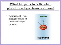 Which of the following describe the resulting osmosis? Cellular Transport Ppt Video Online Download