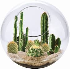 The suguaro cactus's nutrition is basic.water.the saguaro cactus needs lots of water out in the desert or they will die. Amazon Com Unique Gardener Grow Your Own Cacti Desert Terrarium Kit Just Add Water And Sprout Some Cactus Succulents For The Office Or Home Garden Outdoor
