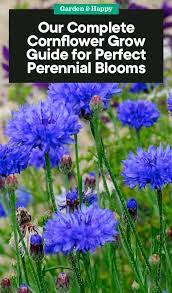 A Complete Guide On Growing Cornflower For Perfect Perennial Blooms Garden And Happy Perennials Wildflower Garden Garden Planning