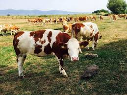 Se aprobă plafonul de 64.300 mii euro, aferent plății directe pentru schema de sprijin cuplat pentru măsura din sectorul zootehnic, speciile ovine și caprine, care se acordă pentru anul de. CrescÄƒtorii De Animale Trebuie SÄƒ DepunÄƒ In 1 Septembrie O AdeverinÅ£Äƒ La Apia Pentru A Beneficia De SubvenÅ£iile Pe 2016