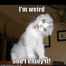This made me lol at my desk. Pin By John Mytnick On Everything Else Funny Animal Pictures Cute Cats Cute Funny Animals