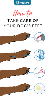 4 Easy Steps On How To Best Protect Your Dog S Feet Tractive Dog Paw Care Paw Care Dog Grooming Tips
