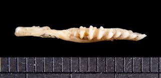 Image result for Odontosoria africana