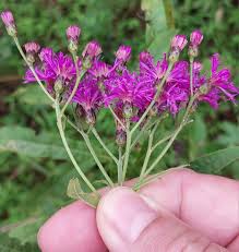 Image result for Vernonia natalensis