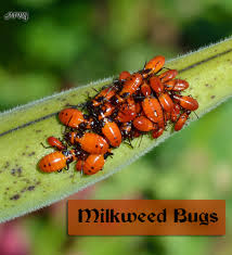 Southwestern ontario, canada august 15, 2015 6:09 pm i was very excited to see that the milkweed i subject: Stop Milkweed Pests From Ruining Milkweed For Monarchs