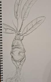 Son hindi naman siya mataba eh. I Drew My Wife A Chubby Little Mandrake Pal Harrypotter