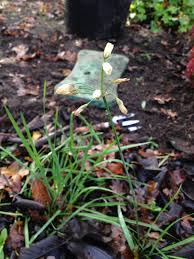 Image result for Nothoscordum borbonicum