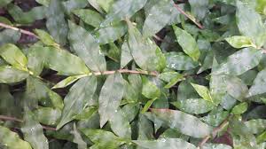 Image result for Oplismenus