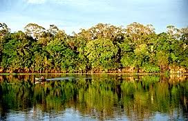 These images are to be used as desktop wallpaper only. Amazon Rainforest Wikipedia