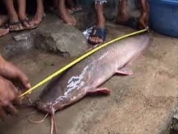 Ternak Lele Super Jumbo Berumur 3 Tahun Di Kolam Berukuran 1 Meter X 70 Cm Youtube