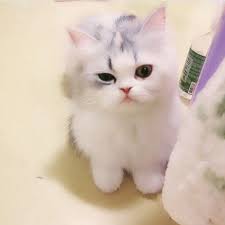 Minik Canlilar Adli Kullanicinin Minik Canlilar Panosundaki Pin Kedi Hayvanlar