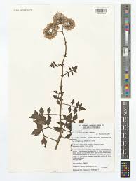 Image result for Solanecio sp.no.1