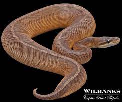 Pin On Insane Ball Python Morphs