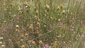 Image result for Trifolium baccarinii