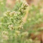 Image result for Cressa cretica