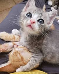 The Kitten Agent On Instagram Mustang Bartholomew I Don T Just Wrestle My Brother I Wuv Him Too Airplaneki Cute Cats And Kittens Cats And Kittens Cat Day
