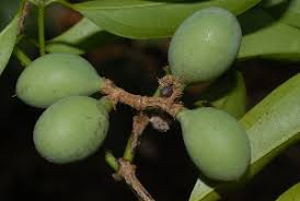 Image result for Strychnos usambarensis