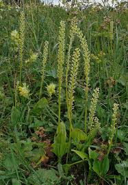 Image result for Malaxis prorepens