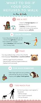 Why do dogs pull on leash? If Your Dog Refuses To Walk Do This Pawleaks
