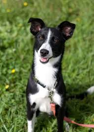 Black And White Greyhound Mix Gallery For Greyhound Border Collie Mix Collie Puppies Border Collie Border Collie Mix