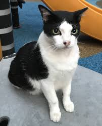 Cats are known to be susceptible to ear mites, especially if they have access to the outdoors. Pin On Missing Cats In Singapore