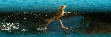 We did not find results for: Water Walking Lizard Creation Com