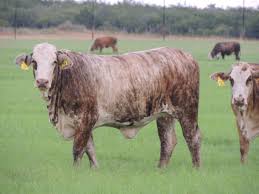 Gwen and marty learn about the brahman cattle. Fern Hill Cattle For Sale Baby Cow Pictures Mobile