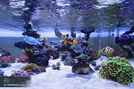 For the most realistic looking aquascape, you need to steer way clear of the diving dog and the treasure chest. 10 Step By Step Tips To Easily Create A Perfect Reef Tank Aquascape