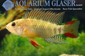 Apistogramma Macmasteri Tame It Was Aquarium Glaser Gmbh Rare Fish Fish Pet Cichlids