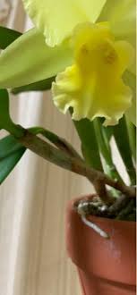 カトレアの茎 に被さる枯れたような薄い膜 ははがした方がいいのでしょうか Yahoo 知恵袋