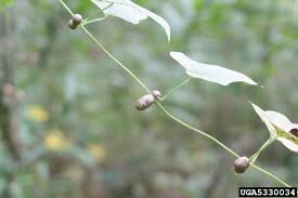 Image result for Polystachya pamelae