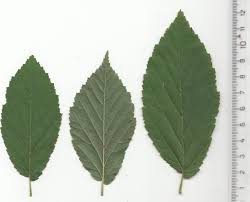 Image result for Oldfieldia macrocarpa