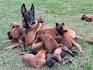 Belgian Malinois Puppy for sale by owner - Puppies for ...
